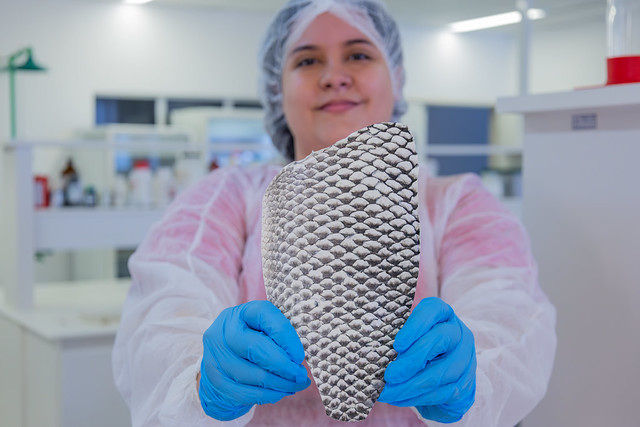 Imagem: As pesquisas com pele de tilápia na UFC completaram 10 anos em 2025 (Foto: Guilherme Silva/UFC)