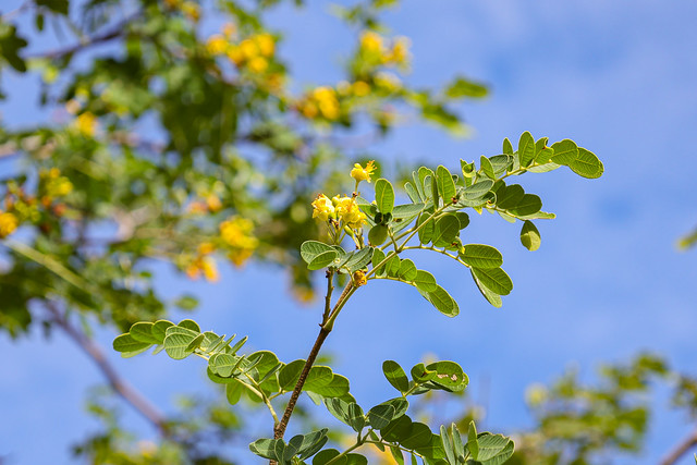Imagem: Folhas e flores de jucá