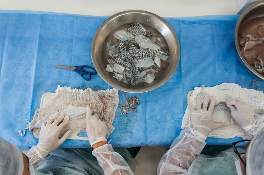 Mesmo sem a carta patente expedida, a pele da tilápia já pode ser comercializada, caso seja firmado um contrato de licenciamento com uma empresa (Foto: Viktor Braga) Pesquisadores fazem o tratamento da pele de tilápia