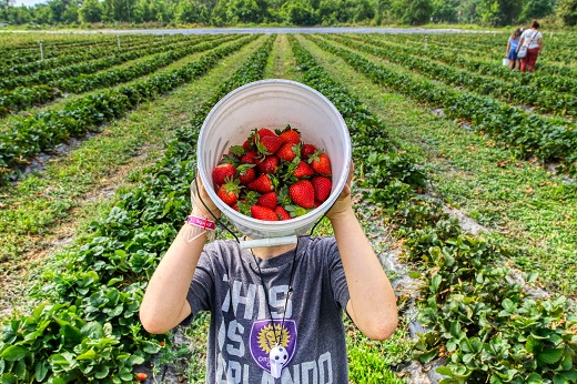 A máquina se propõe facilitar a fase de recolhimento de frutos de plantas que crescem se arrastando sobre o solo, como o morango (Foto: Mick Haupt/Unsplash) Imagem: Agricultor mostra colheita de morangos (Foto: Mick Haupt/Unsplash)