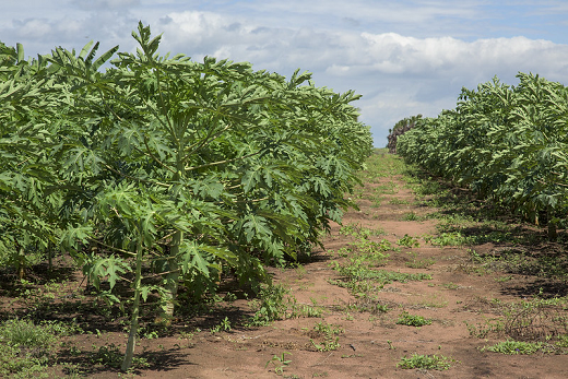 A agricultura familiar será a principal beneficiada com a tecnologia, pois existem poucas semeadoras desse tipo voltadas para pequenos produtores (Foto: Viktor Braga/UFC) Imagem: Área irrigada destinada à agricultura, às margens do açude Castanhão