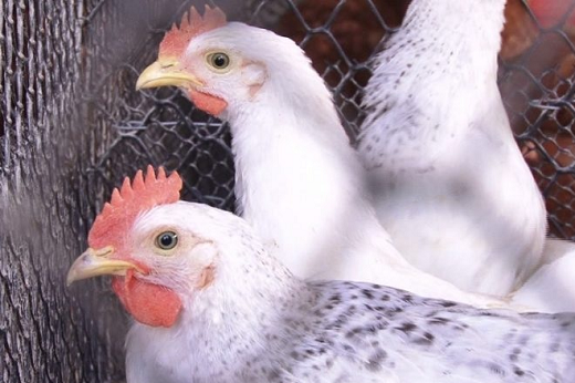 As aves transportadas em caminhões sofrem com o calor e baixa circulação de ar (Foto: Reprodução/UFCTV) Imagem: Três frangos enfileirados