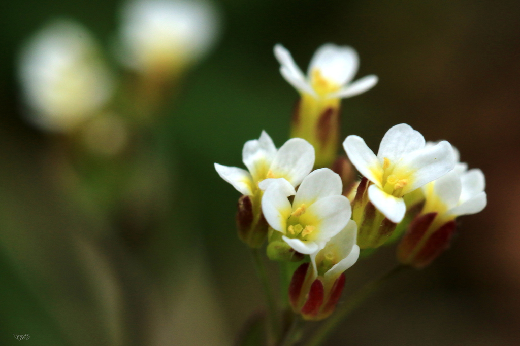 As moléculas são criadas a partir de proteínas de plantas; entre elas, a Arabidopsis thaliana (Foto: Ramunė Vakarė/BioDiversity4All) Imagem: Planta da espécie Arabidopsis thaliana: flores brancas com centro amarelo
