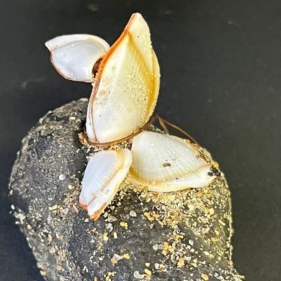 Detalhe de uma bola de piche com cracas aderidas à superfície (Foto: reprodução do artigo) Imagem: Detalhe de uma bola de piche com cracas aderidas à superfície (Foto: reprodução do artigo)